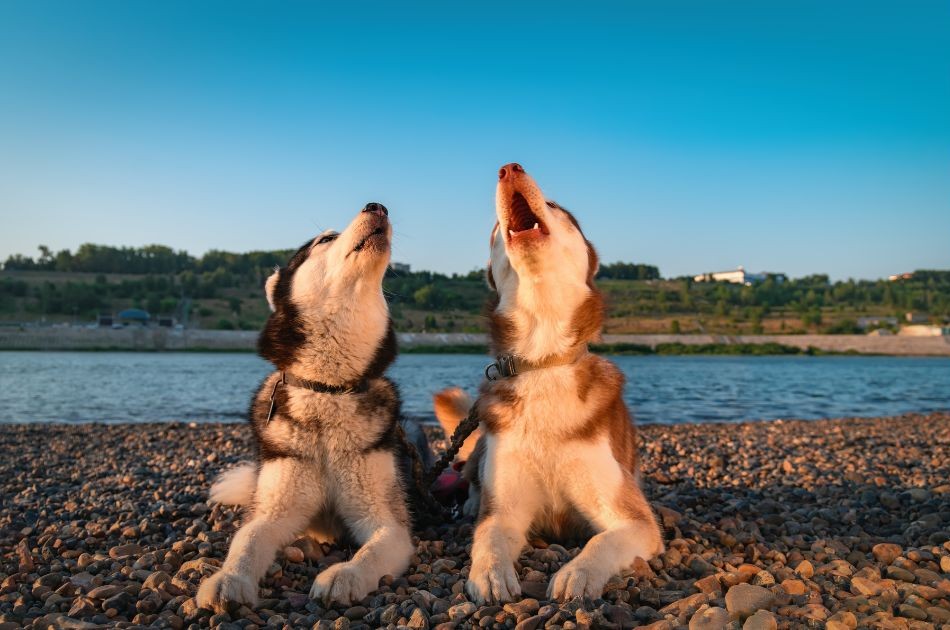 prečo psy zavýjajú